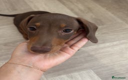 Dachshund dogs for sale: Brown/Biscuit friendly Dachshund puppy  - Image 6