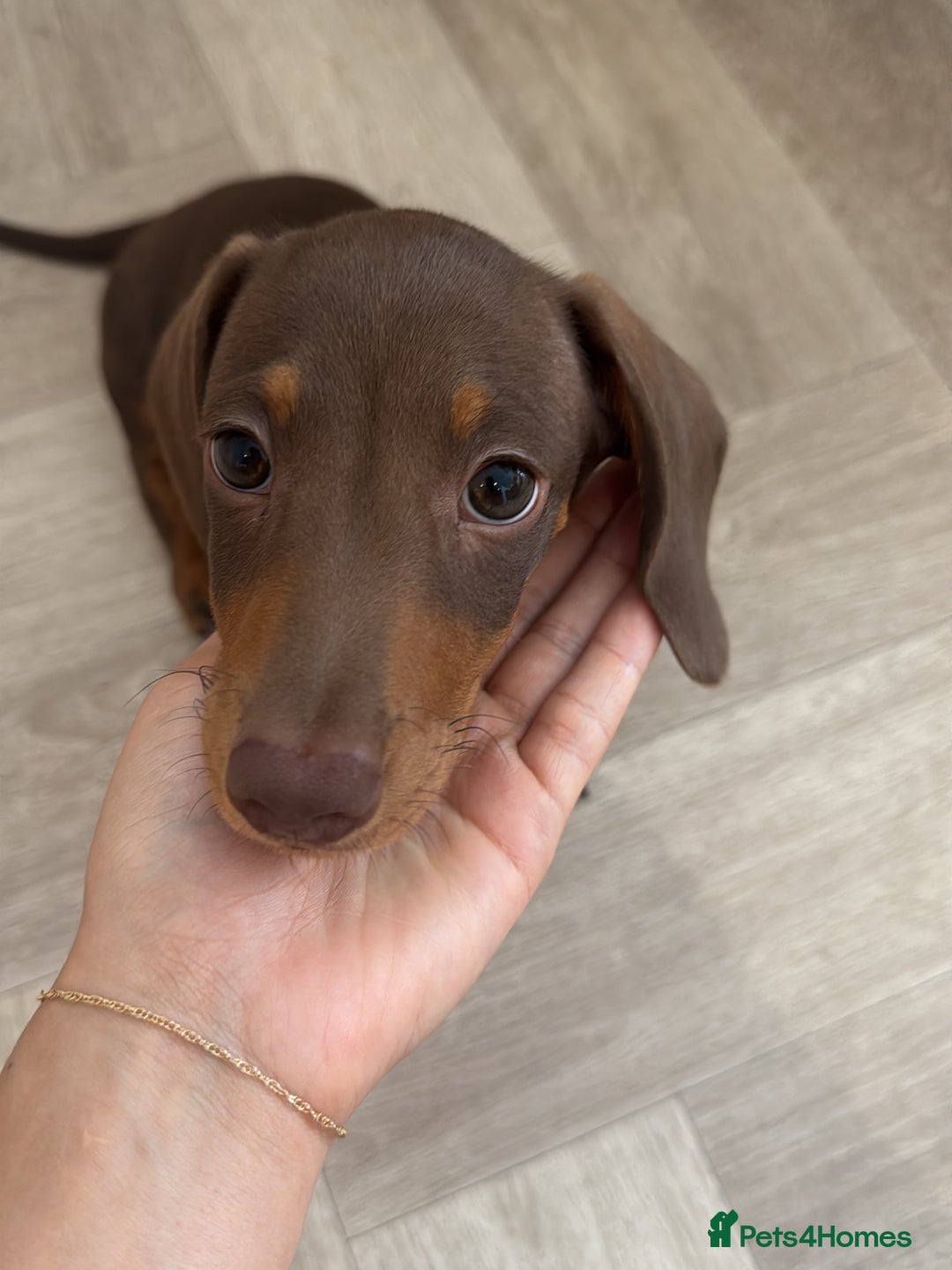 Dachshund dogs for sale: Brown/Biscuit friendly Dachshund puppy  - Image 6