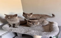 British Shorthair cats for sale: GCCF REG. ACTIVE BSH KITTENS SHOW LINES - Image 23