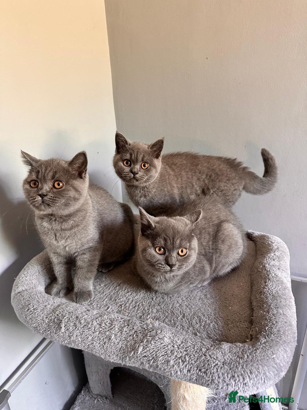 British Shorthair cats for sale: GCCF REG. ACTIVE BSH KITTENS SHOW LINES - Image 23