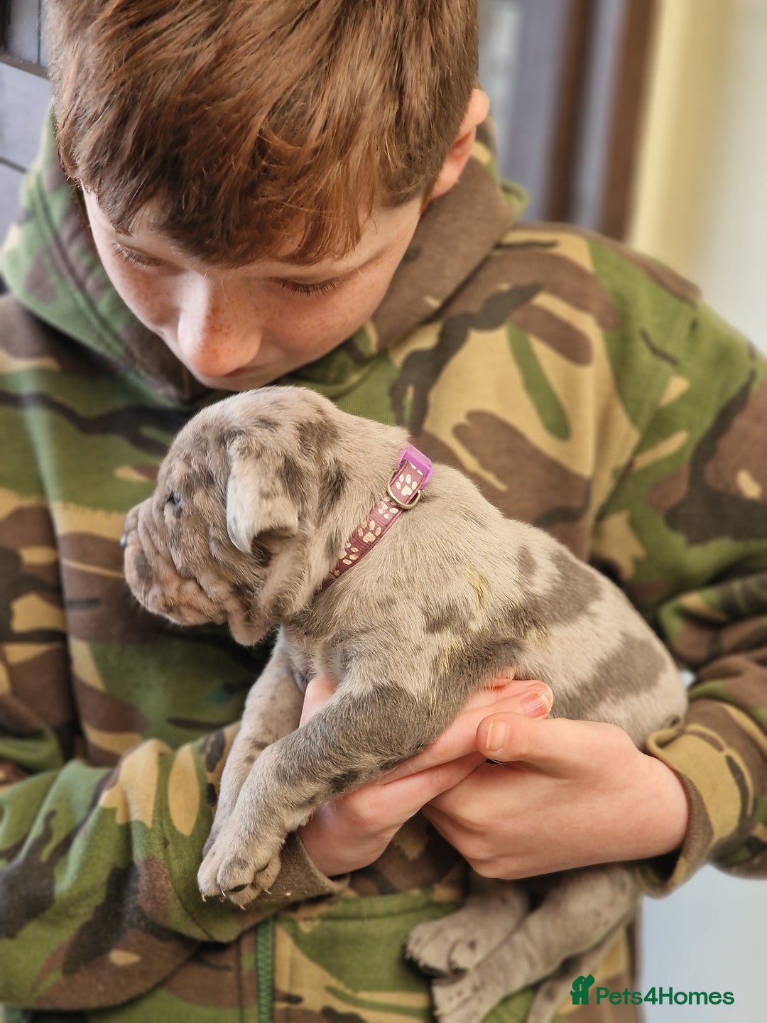 Mixed Breed dogs for sale: Cane Corso X Neapolitan Mastiff mix pups for sale - Advert 24