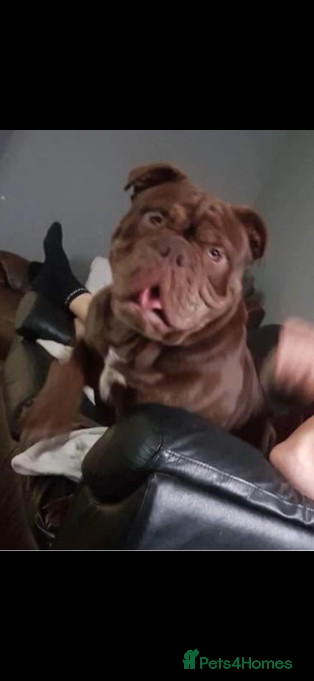 Olde English Bulldogge dogs for stud: Lokie in Milton Keynes - Advert 1