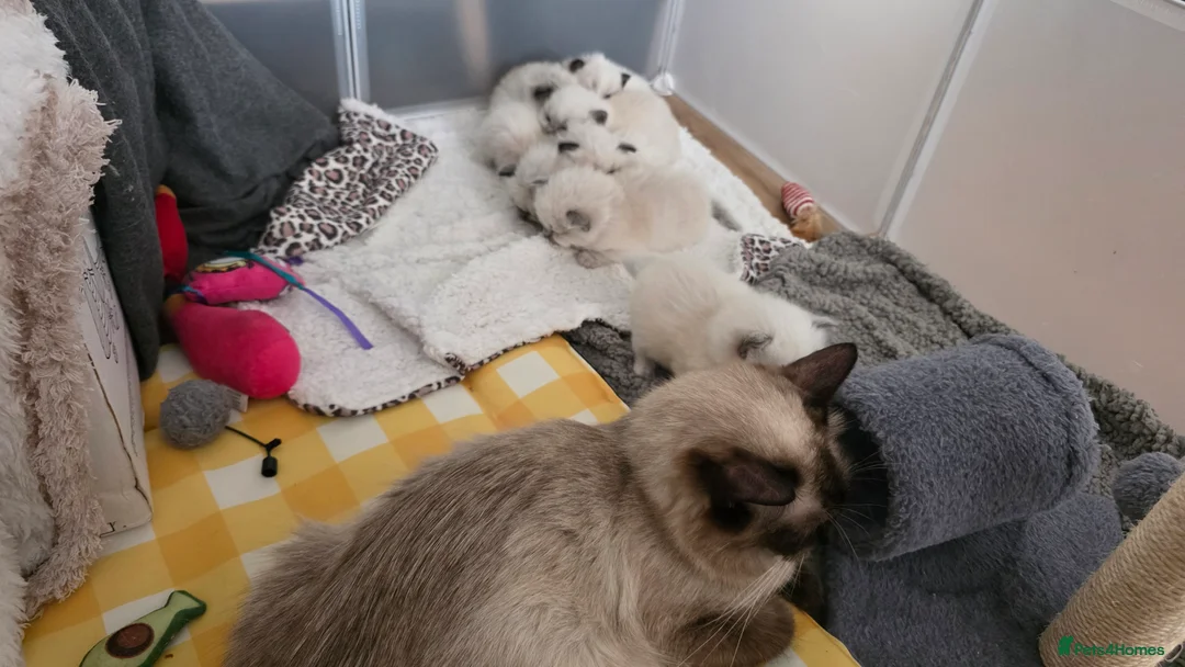 Ragdoll cats for sale: Ragdoll kittens looking for home  - Advert 2