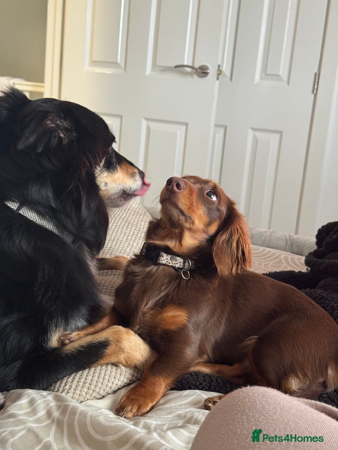Miniature Dachshund dogs for sale: Rehoming - Advert 3
