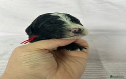 Bernedoodle dogs for sale: F1 standard Bernedoodle puppies. Licensed breeder - Image 5