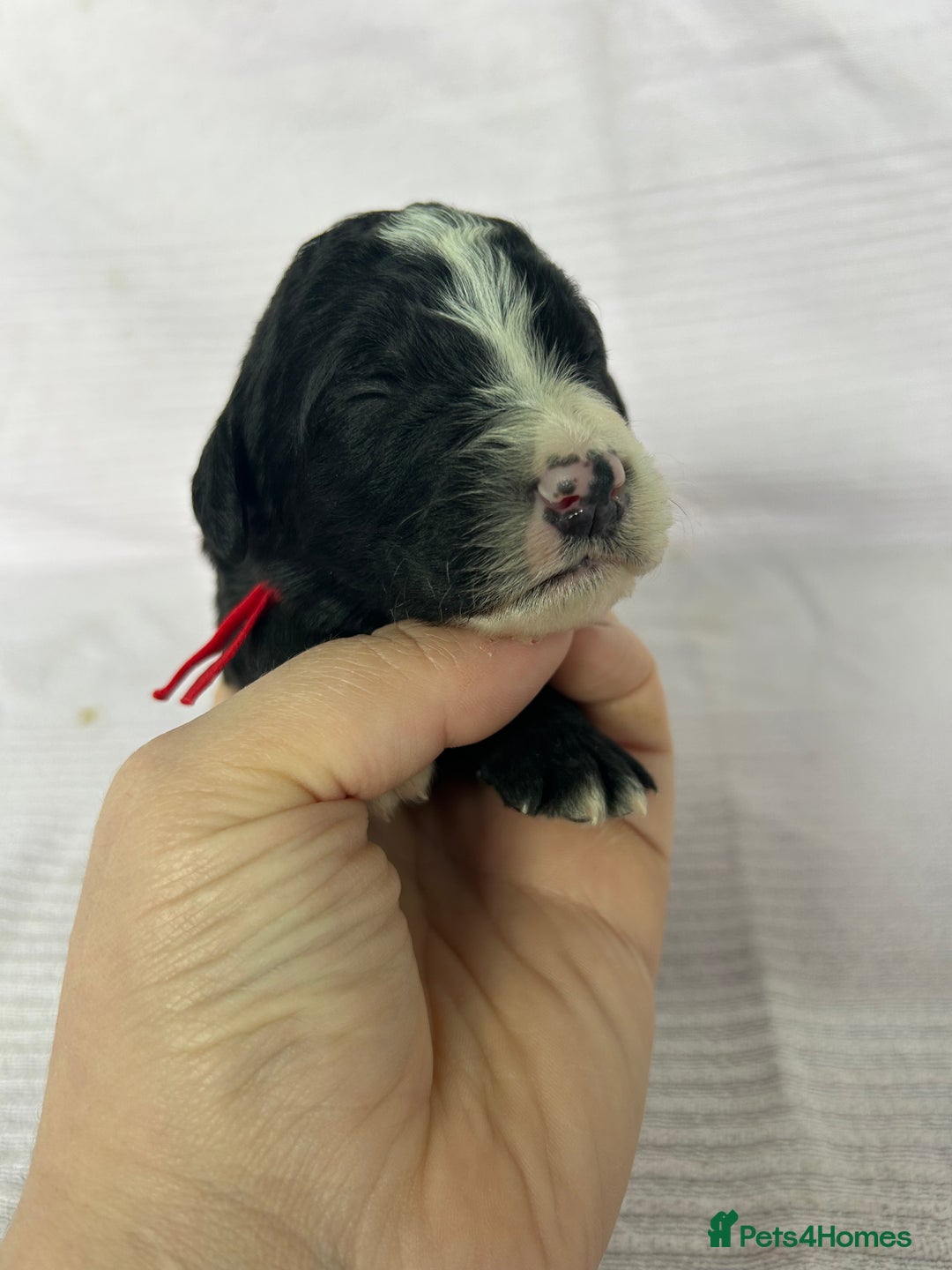 Bernedoodle dogs for sale: F1 standard Bernedoodle puppies. Licensed breeder - Image 5