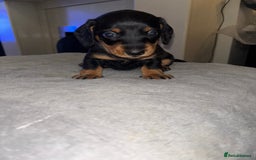 Mixed Breed dogs for sale: Doxiepoo puppies  - Image 8