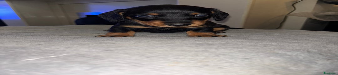 Mixed Breed Puppy 4