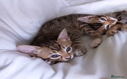Bengal cats for sale: BENGAL Cross Kittens ♡ BLUE | READY NOW - Image 10