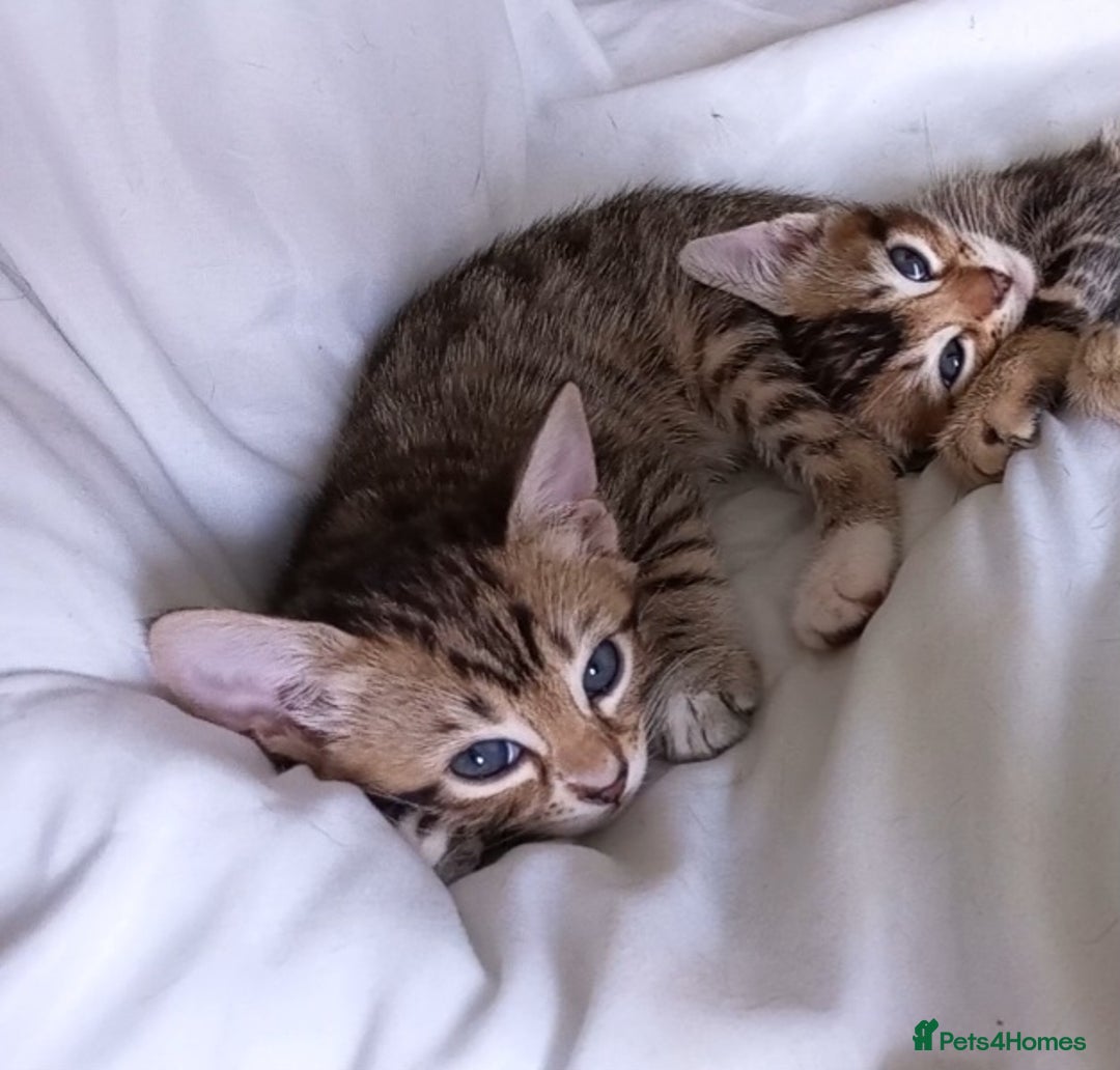 Bengal cats for sale: BENGAL Cross Kittens ♡ BLUE | READY NOW - Image 10