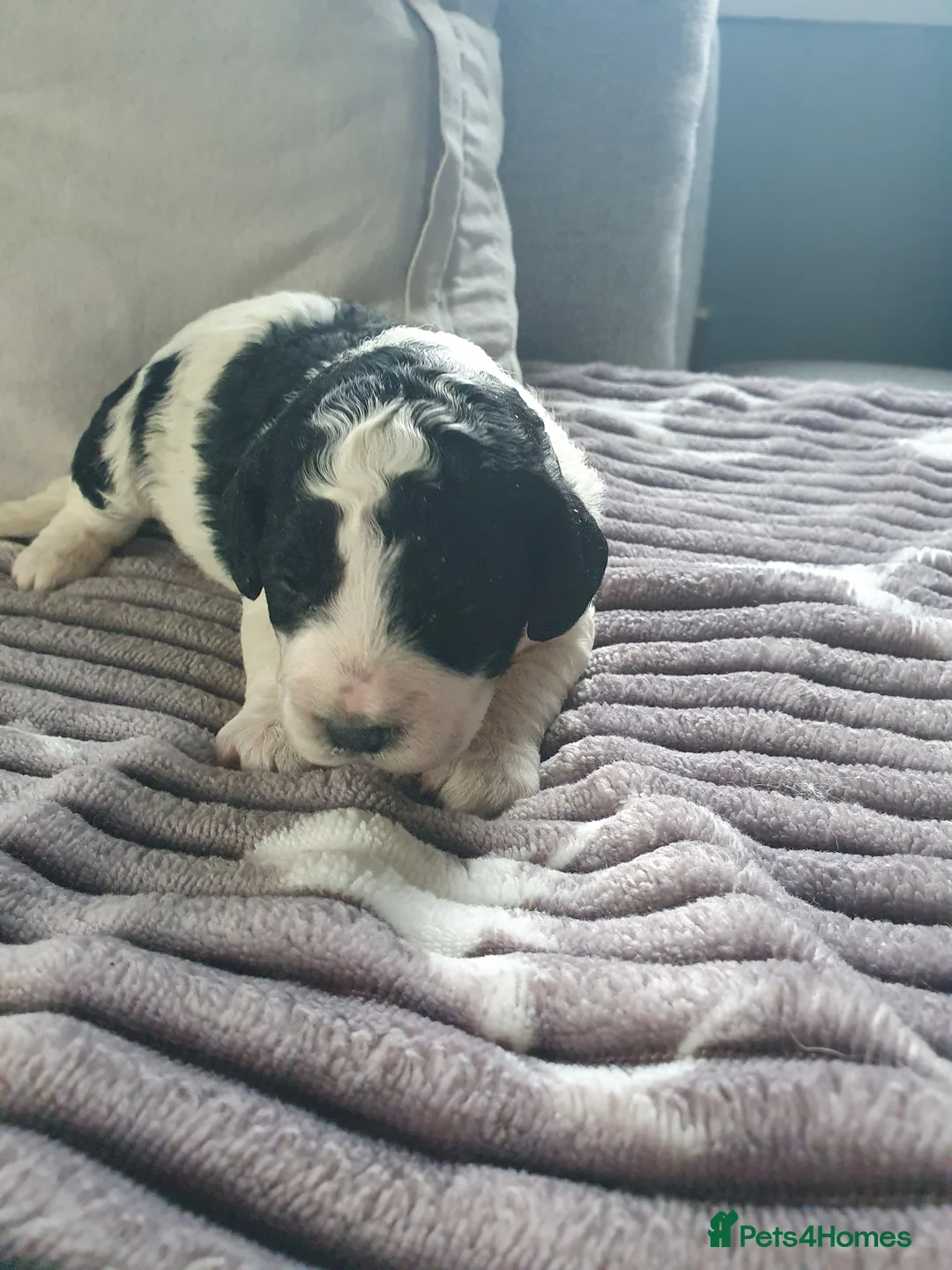 Cockapoo dogs for sale: cockapoo f1b puppies - Advert 6