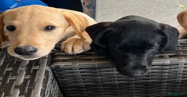 Labrador Retriever dogs - Advert 2