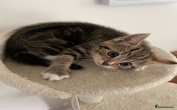 Mixed Breed cats for sale: Beautiful Tabby Baby Boy - Image 7