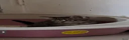 Mixed Breed cats for sale: 2 beautiful male kittens for sale in Basildon - Advert 7