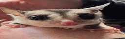 Sugar Glider rodents for sale: 2 males white faces  - Advert 1