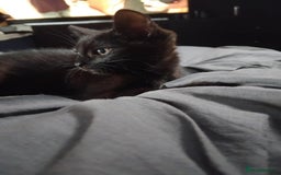 Mixed Breed cats for sale: 2 male cats for sale  - Image 3