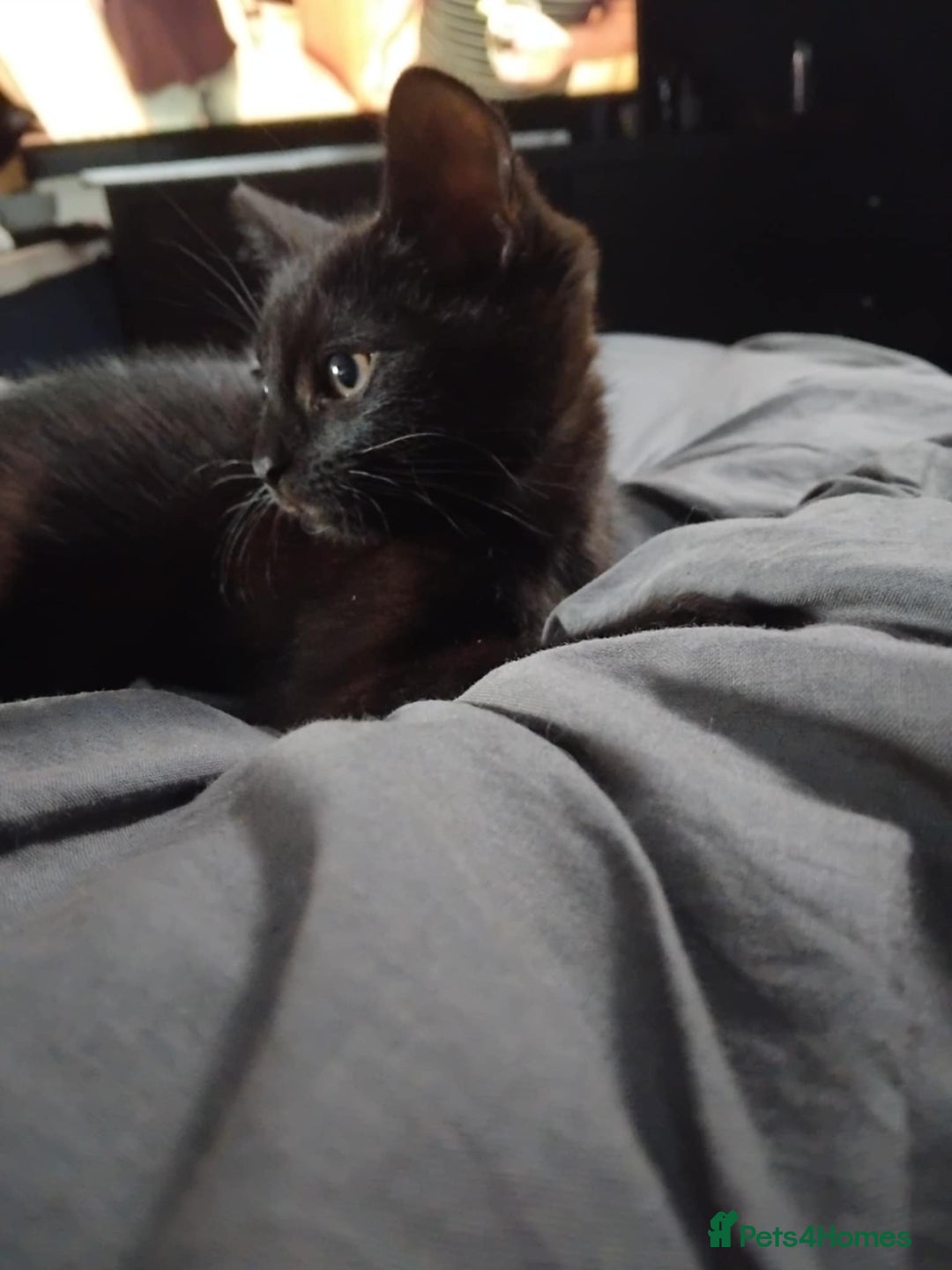 Mixed Breed cats for sale: 2 male cats for sale  - Image 3