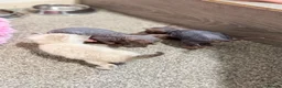 Sphynx cats for sale: Stunning litter of Sphynx kittens (hairless & fur) - Advert 19