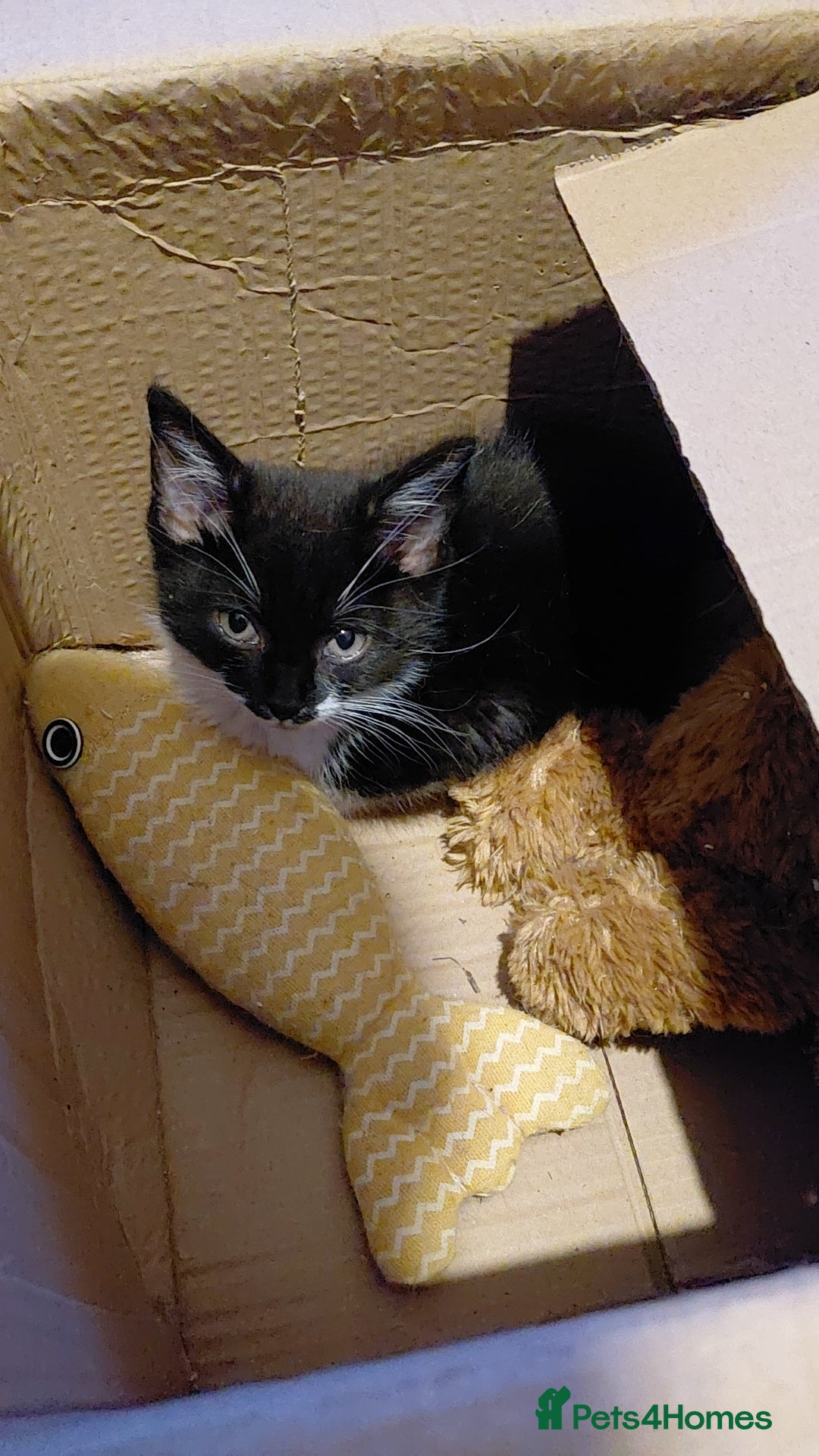 Mixed Breed cats for sale: Female kitten - Image 8