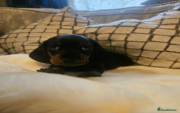 Miniature Dachshund dogs for sale: Exceptional pedigree miniature Dachshunds  - Image 5
