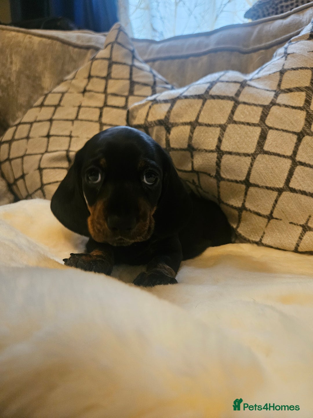 Miniature Dachshund dogs for sale: Exceptional pedigree miniature Dachshunds  - Image 5