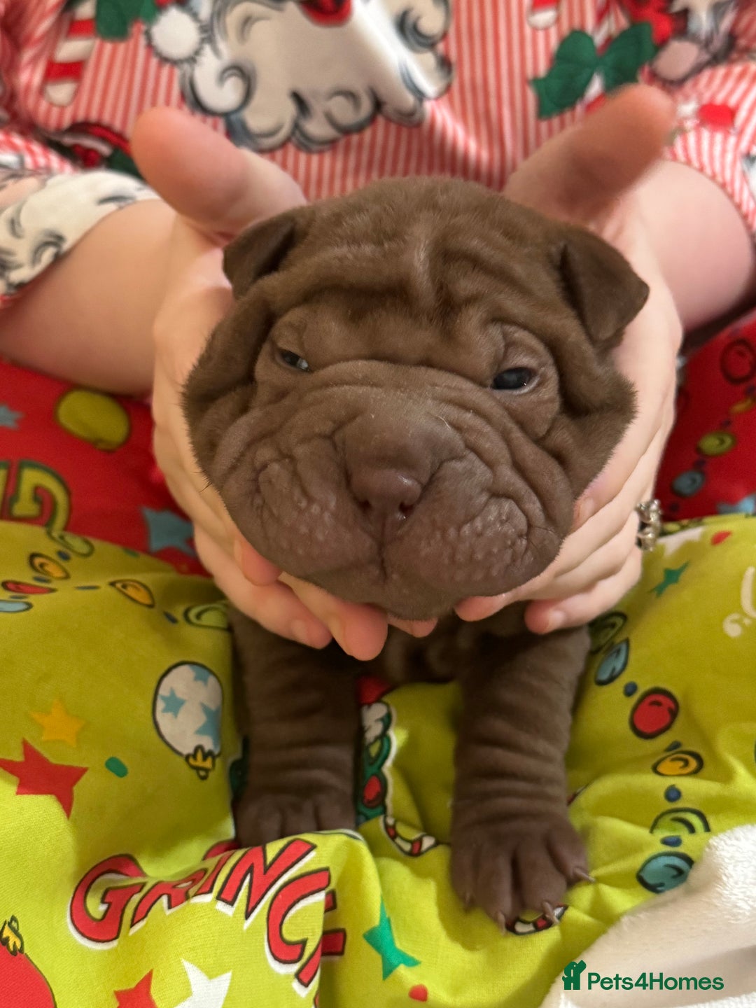 Shar Pei dogs for sale: Shar Pei Puppies For Sale - Advert 7