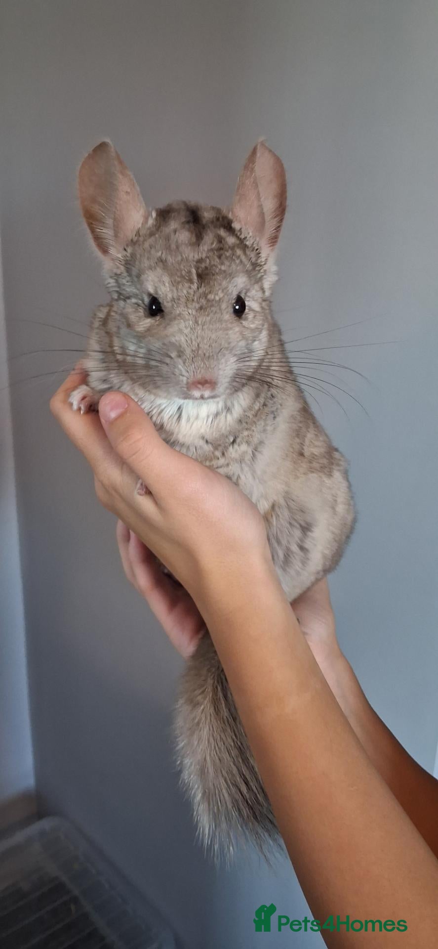Chinchilla rodents Lovely beige male  - Advert 4