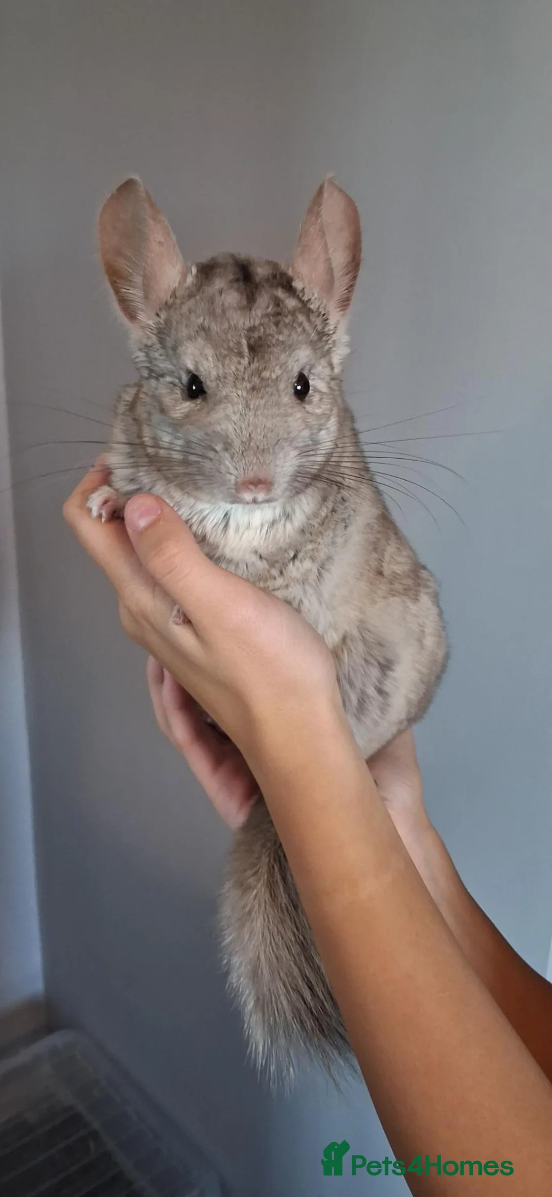 Chinchilla rodents for sale: Lovely beige male  in Doncaster - Advert 1