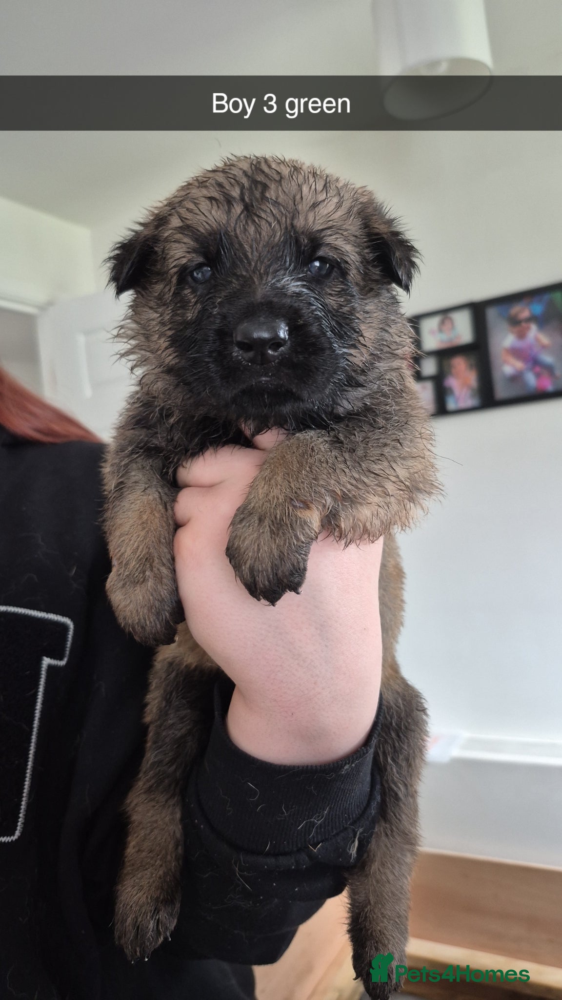 German Shepherd dogs German Shepherd puppies - Advert 6