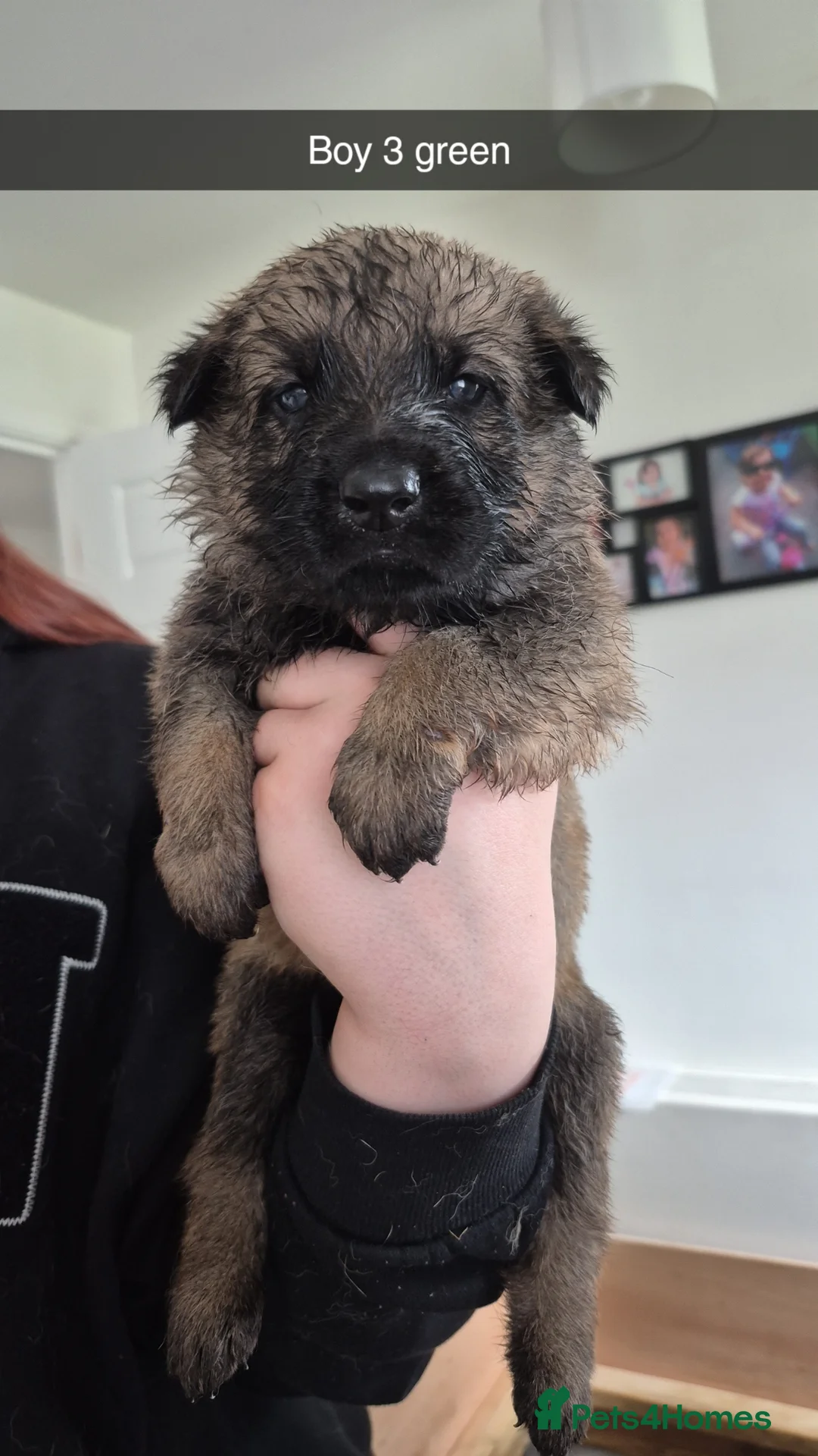 German Shepherd dogs for sale: German Shepherd puppies - Advert 1