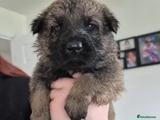 German Shepherd dogs German Shepherd puppies - Advert 6