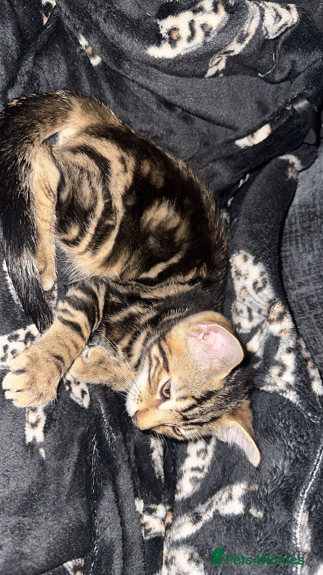 Domestic Shorthair cats for sale: Adorable Domestic Shorthair Kittens - Image 3