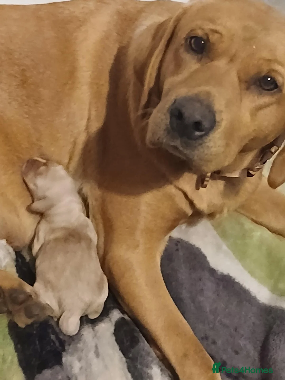 Labrador Retriever dogs for sale: Male labrador in Melton Mowbray - Advert 1