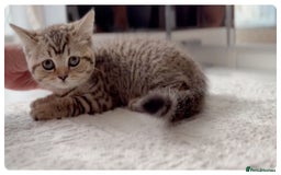 Scottish Fold cats for sale: Scottish fold kittens - Image 7