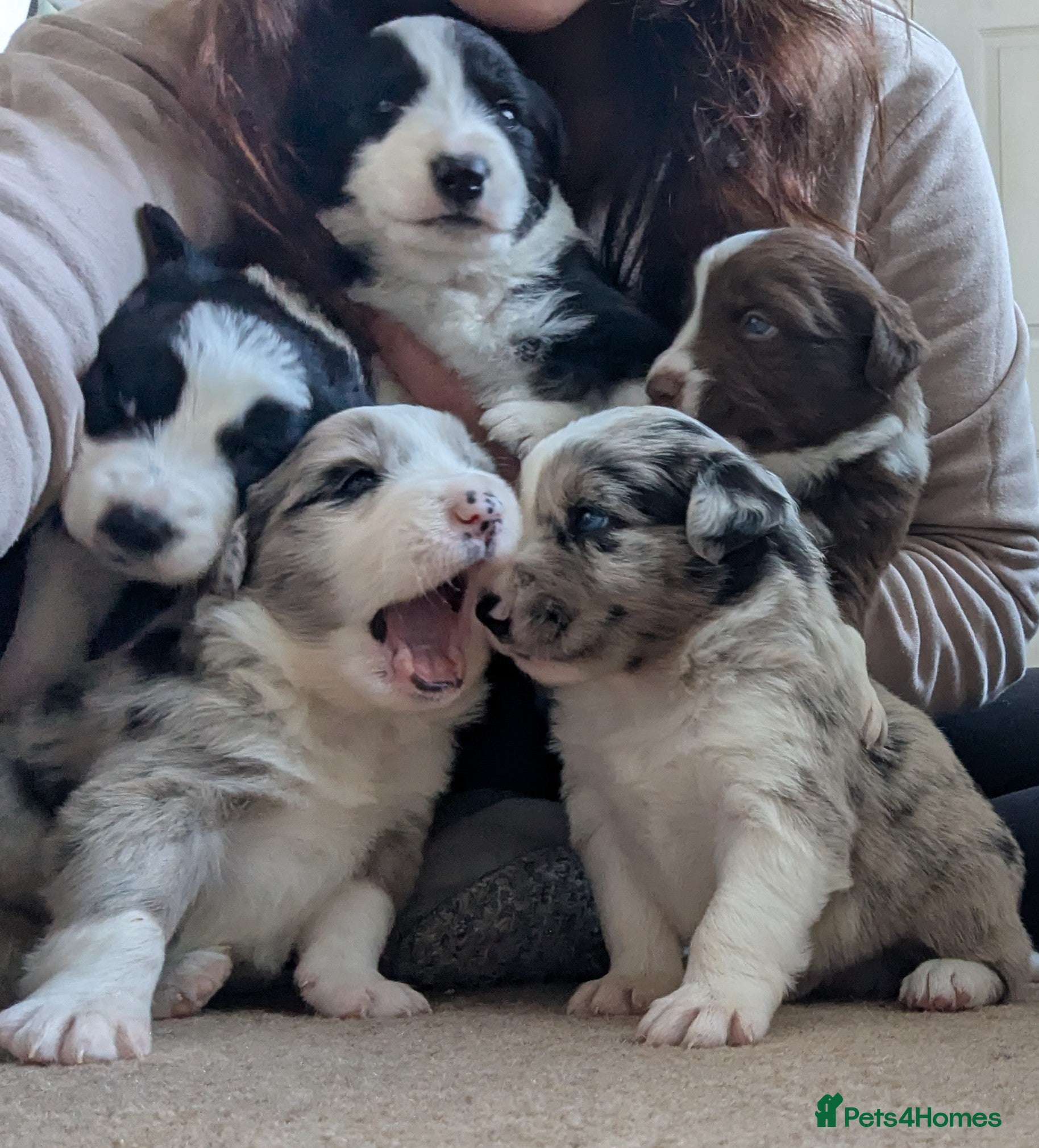 Border Collie dogs ISDS&KC REGISTERED BORDER COLLIE /MERLE PUPS  - Advert 5