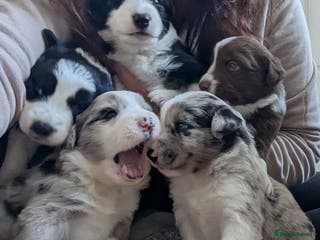 Border Collie dogs ISDS&KC REGISTERED BORDER COLLIE /MERLE PUPS - Advert 2