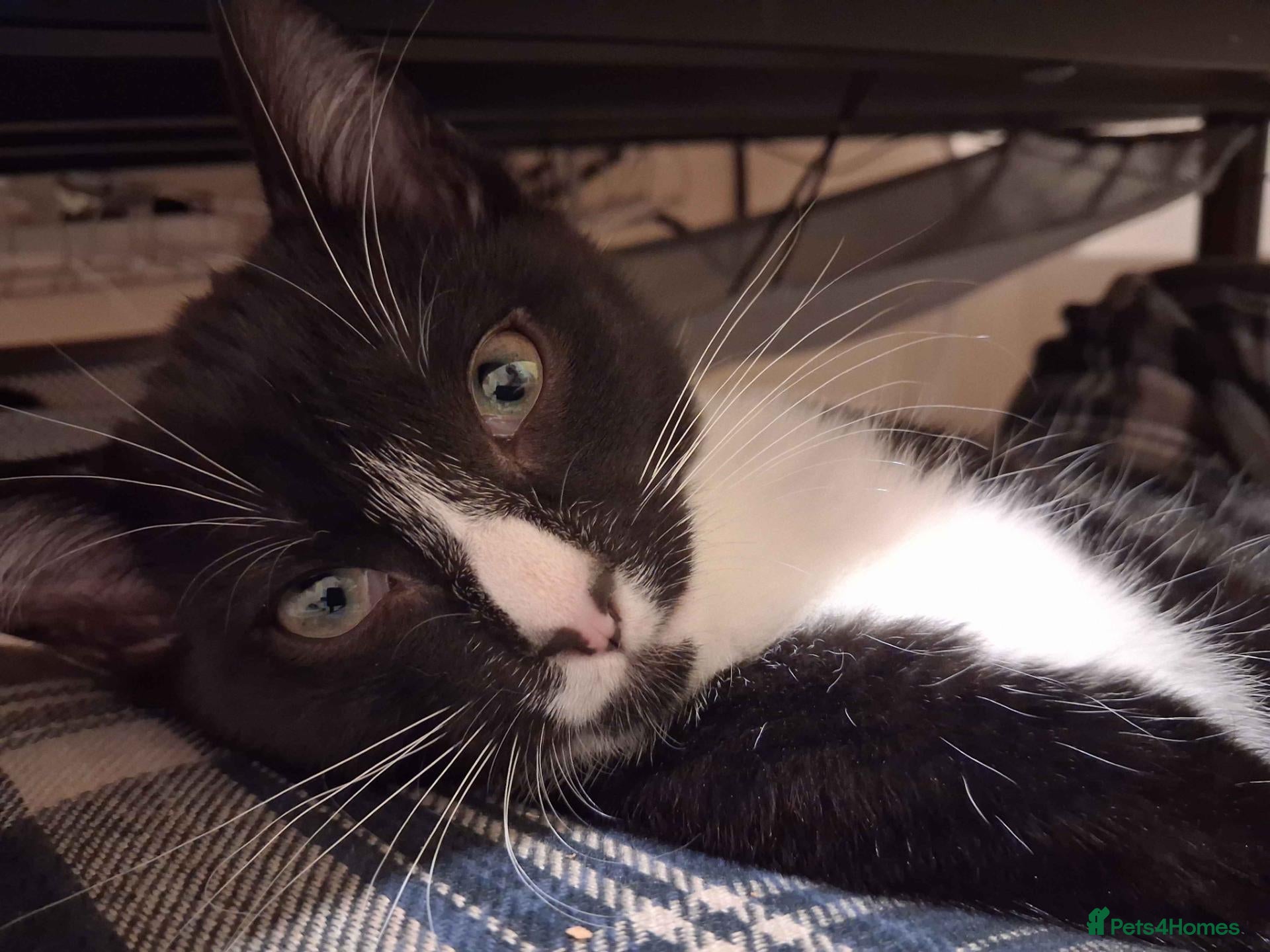 Mixed Breed cats ADOPTION: Éclair - Advert 1