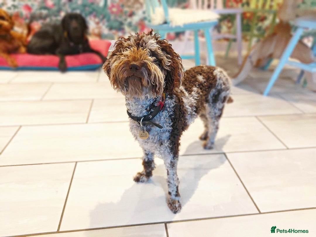 Miniature Poodle dogs for sale:  miniature poodle - Advert 6