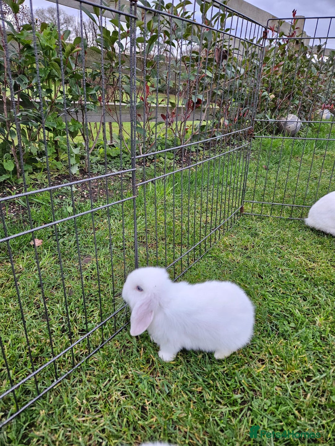 Mini Lop rabbits for sale: ❤️Purebread mini lops for sale❤️ - Advert 19