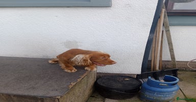 Cocker Spaniel dogs - Advert 16