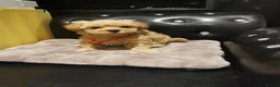 Maltipoo dogs for sale: Tiny Maltipoo F1 KC Parents Extensively DNA Clear  - Advert 29