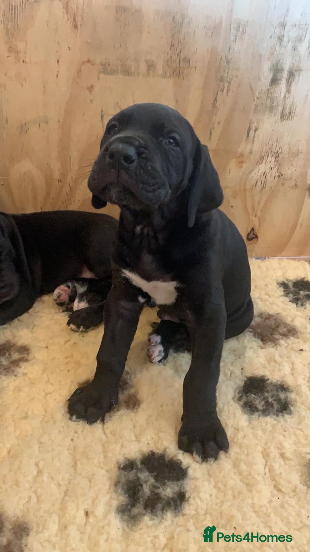 Great Dane dogs for stud: Free Stud BUT Will take a Puppy of Choice Instead in Huntly - Advert 10