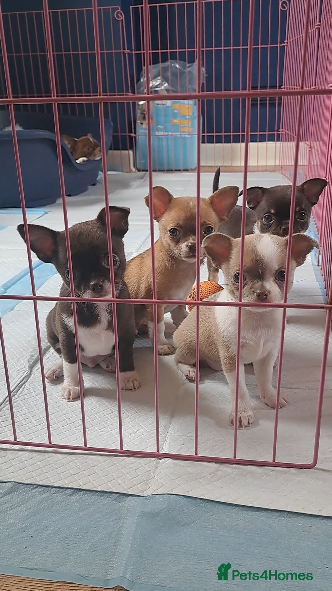 Chihuahua dogs Chihuahua Puppies  - Advert 1