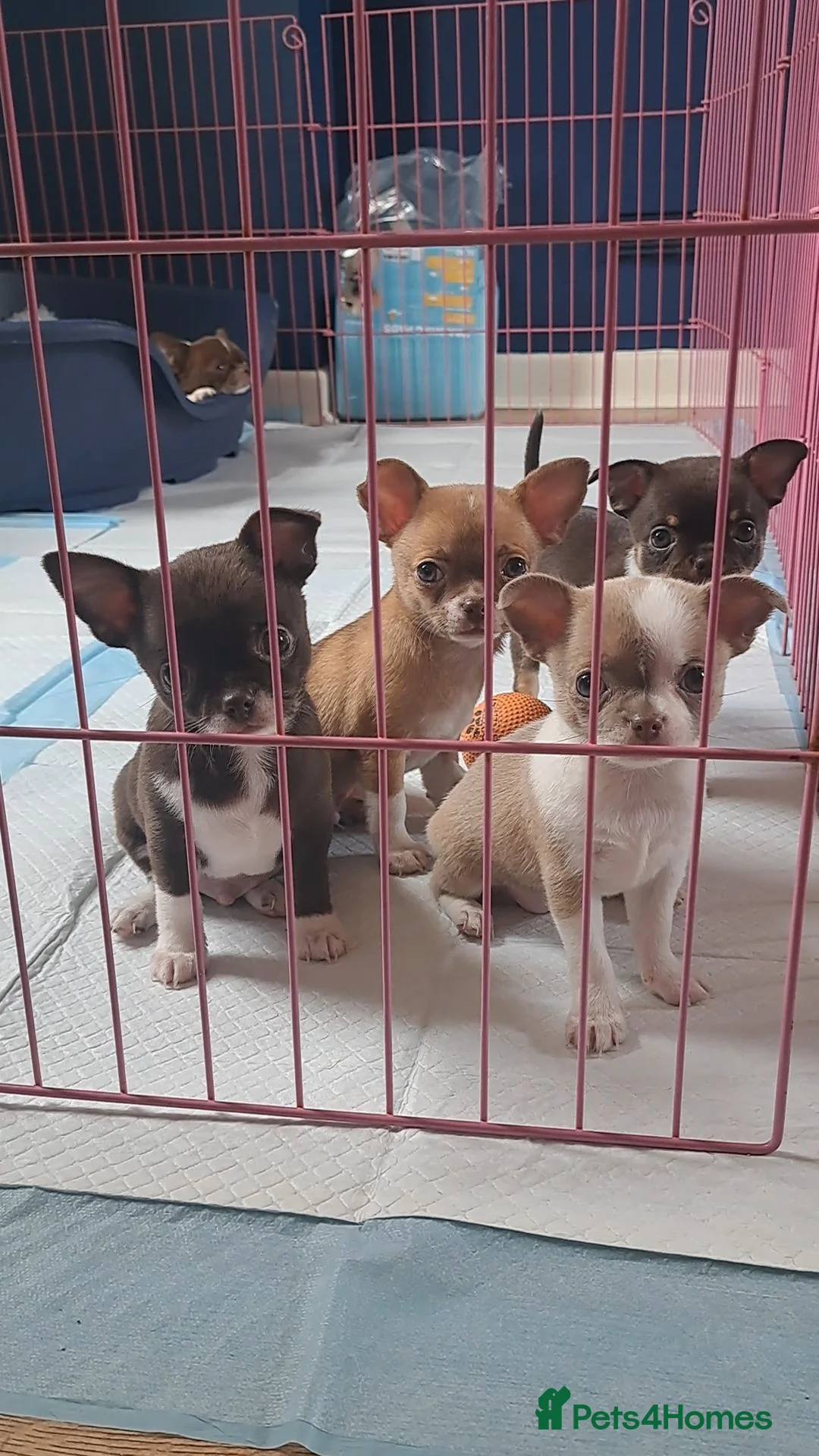 Chihuahua dogs for sale: Chihuahua Puppies  in Norwich - Advert 1