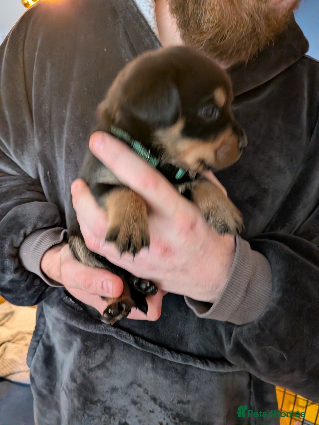 Rottweiler dogs for sale: ⭐ Rottweiler ⭐ - Advert 21