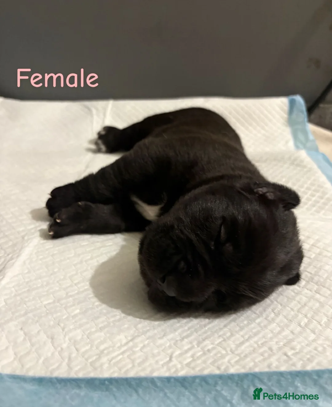 Mixed Breed dogs for sale: Stunning litter of 7 Presa Canario X Bandog - Advert 30