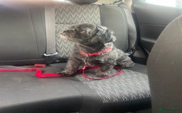 Mixed Breed dogs for sale: 6 Beautiful Babys - Image 13