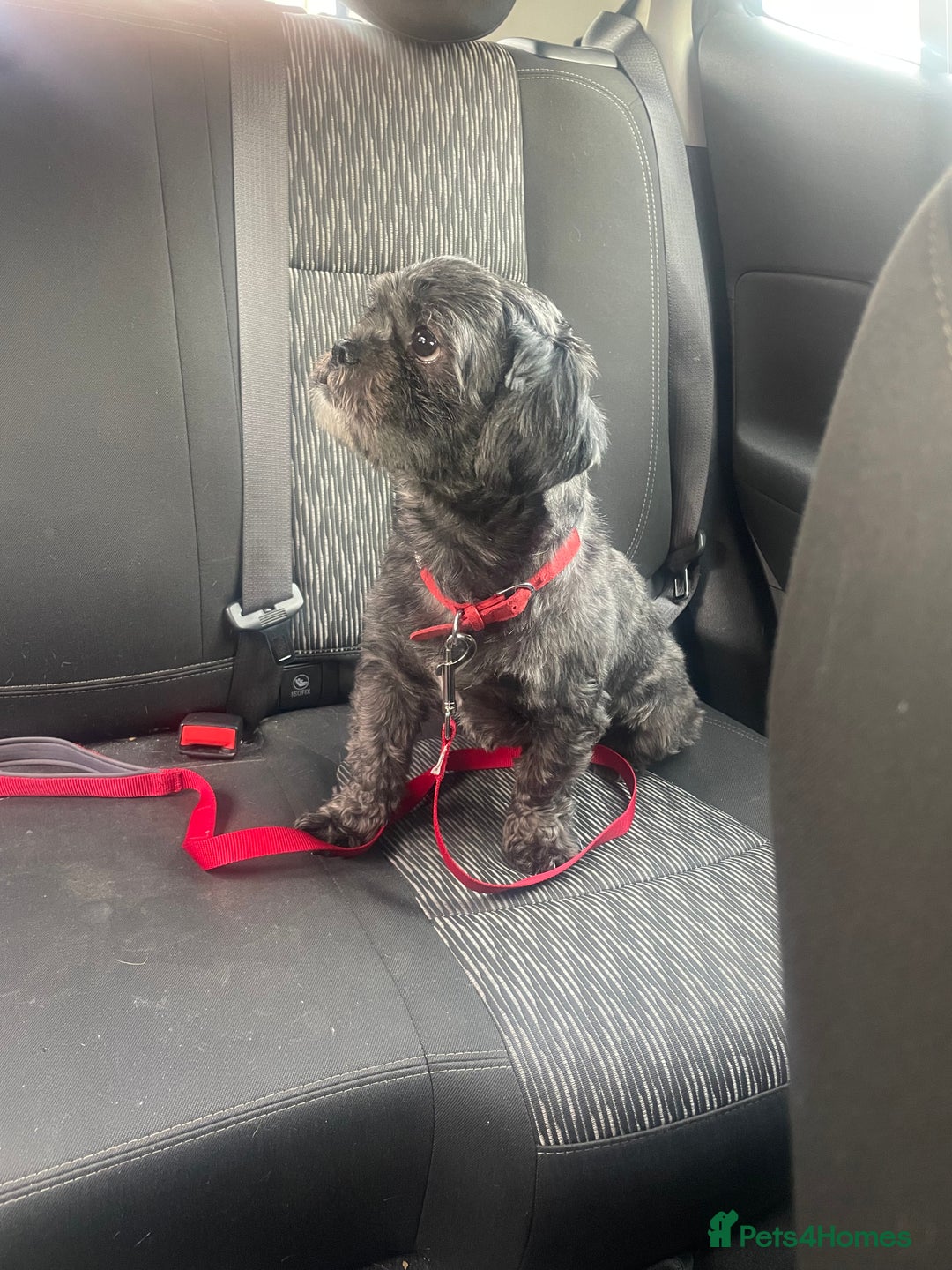 Mixed Breed dogs for sale: 6 Beautiful Babys - Image 13