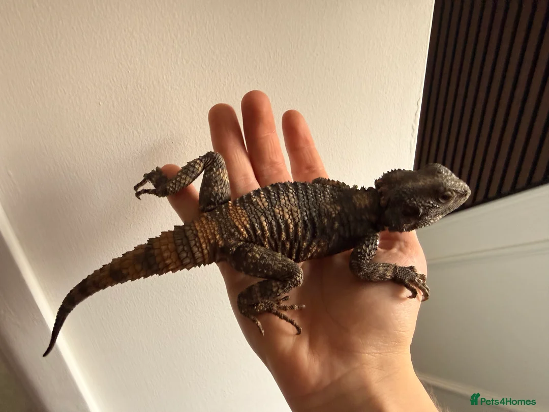 Lizard reptiles for sale: Painted agama for sale  - Advert 1