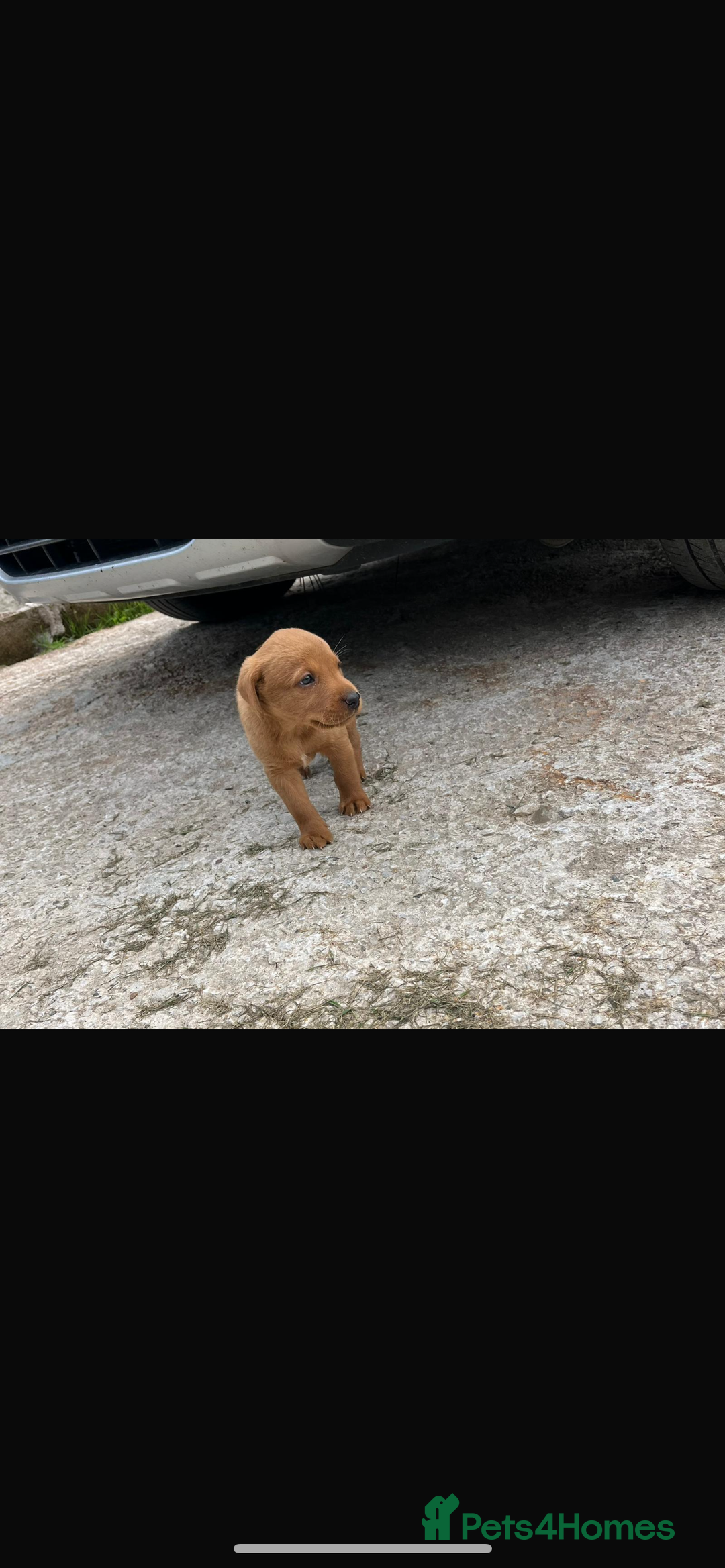 Labrador Retriever dogs for sale: Working Labrador pups  - Image 3